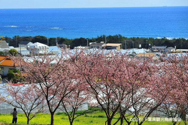 千葉 抱湖園の桜