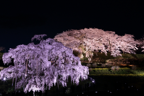 福島 三春滝桜