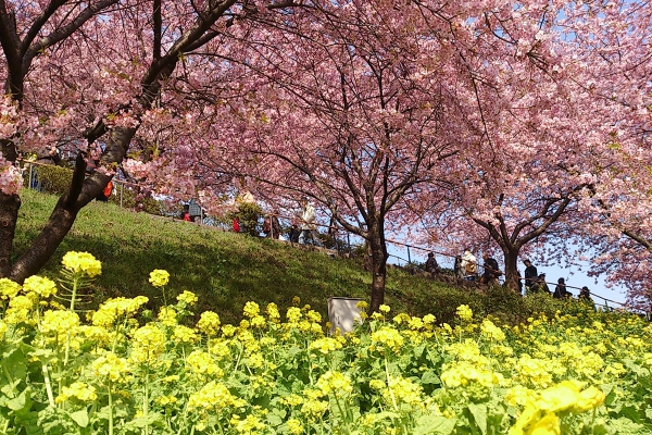 伊豆 河津桜