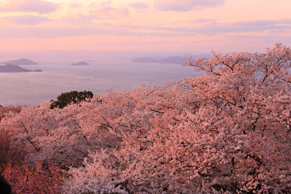 香川 紫雲出山の桜