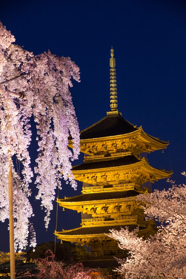 京都 東寺の夜桜