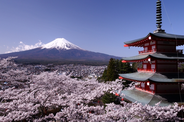 山梨 新倉山浅間公園の桜